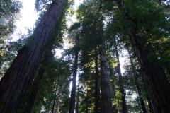 OR-and-CA-Trip-46-B9056030