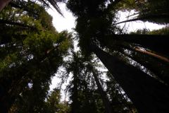 OR-and-CA-Trip-49-B9066051