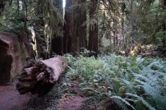 OR-and-CA-Trip-52-_3066181