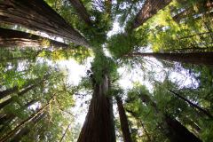 OR-and-CA-Trip-58-B9066085