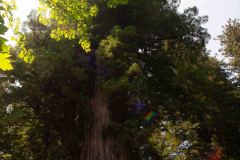 OR-and-CA-Trip-74-B9076135