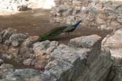 Heraklion-Crete-Knossos-Castle-7-_3127967
