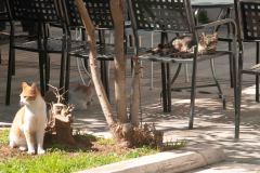 Naplion-3-_3138045