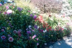 Butchart-Gardens-10-_3158558