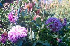 Butchart-Gardens-11-_3158559