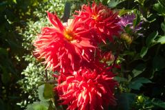 Butchart-Gardens-12-_3158560