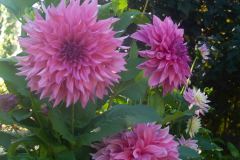 Butchart-Gardens-13-_3158562