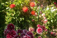 Butchart-Gardens-14-_3158563