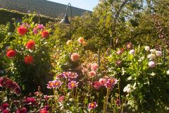 Butchart-Gardens-15-_3158564