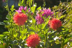 Butchart-Gardens-16-_3158565