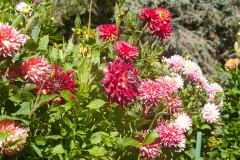 Butchart-Gardens-17-_3158569