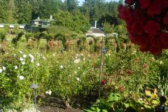 Butchart-Gardens-21-_3158581