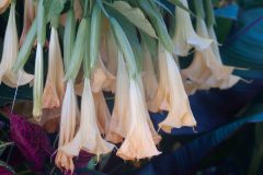 Butchart-Gardens-25-_3148542