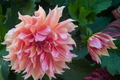Butchart-Gardens-26-_3148544