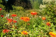 Butchart-Gardens-31-_3158585