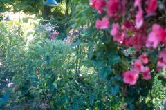 Butchart-Gardens-33-_3158588