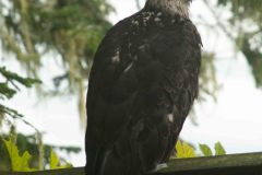 Juneau-10-_3038284
