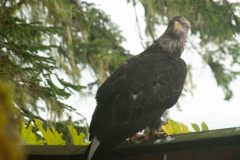 Juneau-11-_3038286