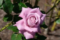 P2253769