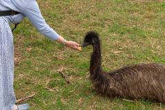 2026-03-07 Cleland Australia Emus