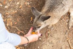 2026-03-07 Cleland Australia Kangaroo and Wallaby