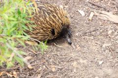 2026-03-07 Cleland Australia Misc Mammals