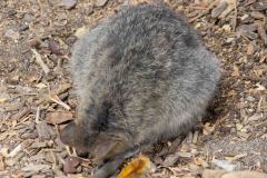 P3114806