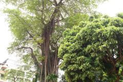 Hanoi-46-B4016390