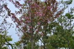 Yatsushiro-Japan-26-20260410_102608
