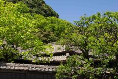 Kagoshima-Japan-27-P4116210