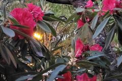 Disneyland-43-20260416_183015