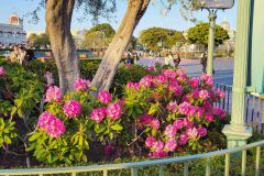 Disneyland-9-20260416_172012