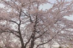 Aomori-Japan-45-B4196147
