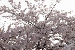 Aomori-Japan-48-B4196157
