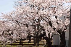 Hakodate-Japan-1-B4206172