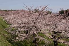 Hakodate-Japan-12-B4206198