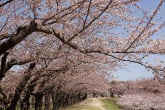 Hakodate-Japan-13-B4206200
