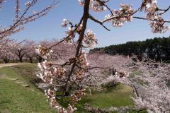 Hakodate-Japan-19-B4206207