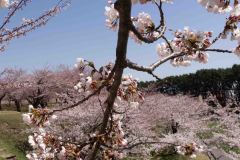 Hakodate-Japan-21-B4206208