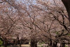 Hakodate-Japan-25-B4206210