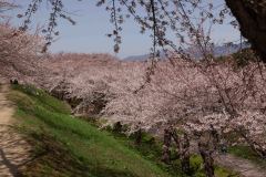 Hakodate-Japan-30-B4206215