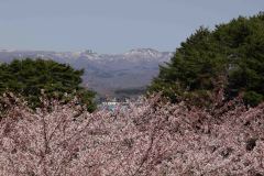 Hakodate-Japan-34-B4206218