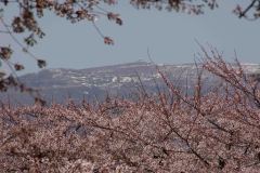 Hakodate-Japan-45-P4206486