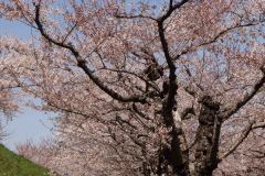 Hakodate-Japan-49-B4206225