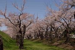 Hakodate-Japan-50-B4206226