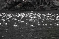 Whittier-AK-13-P4296555