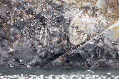 Whittier-AK-14-P4296556