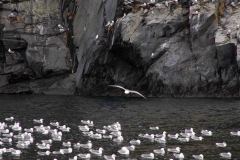 Whittier-AK-16-P4296563