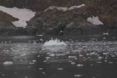Whittier-AK-29-P4296648