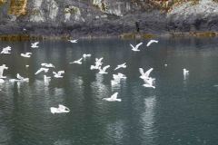 Whittier-AK-32-P4296680